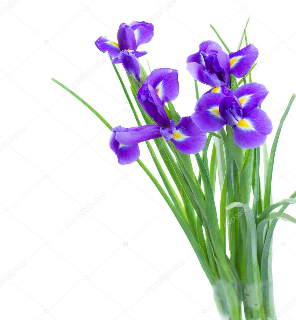 Blue irise flowers posy