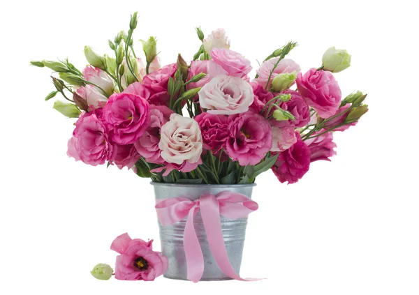 在花盆的粉红色 eustomas — 图库照片