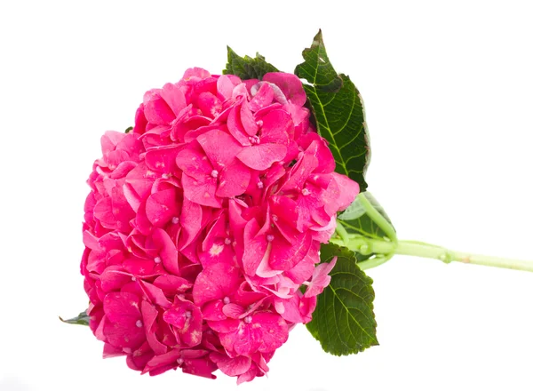 Rosa hortensia blomma gren — Stockfoto