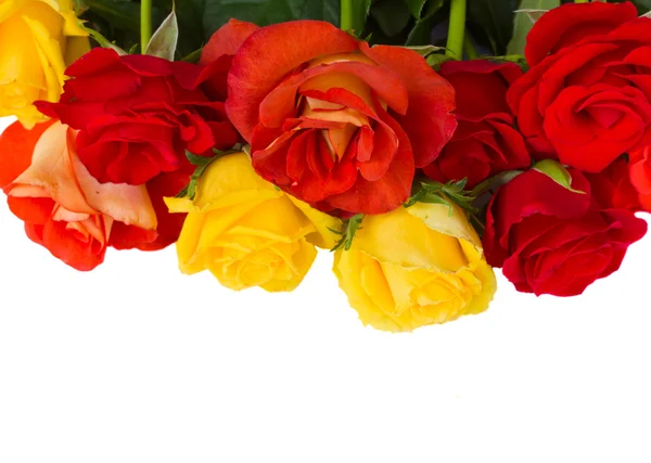 Garden roses border — Stock Photo, Image