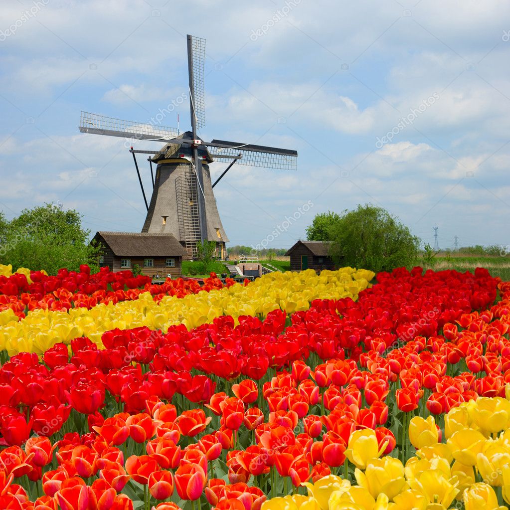 Holl ndische windm hle ber tulpenfeld stockfotografie lizenzfreie