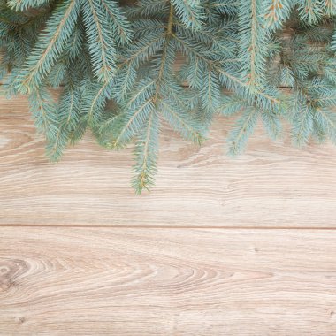 köknar ağacı kenarlık