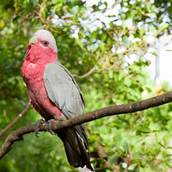 levrek oturan rengarenk papağan