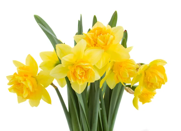 Bouquet of daffodils close up — Stock Photo, Image