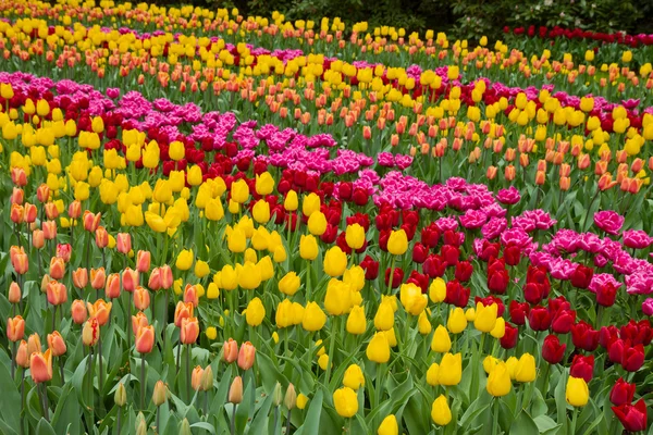 Listras de tulipas holandesas canteiro de flores — Fotografia de Stock