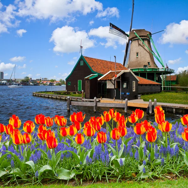 zaanse Schans'a Hollanda Yeldeğirmeni
