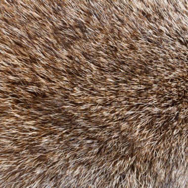 soyut kurt kürk arka plan