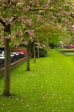 Bahar çiçek kiraz ağaçları