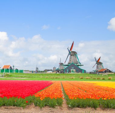 Lale satırların Hollanda yel değirmenleri