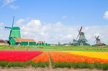 çiçek alanları üzerinde Hollanda yel değirmenleri