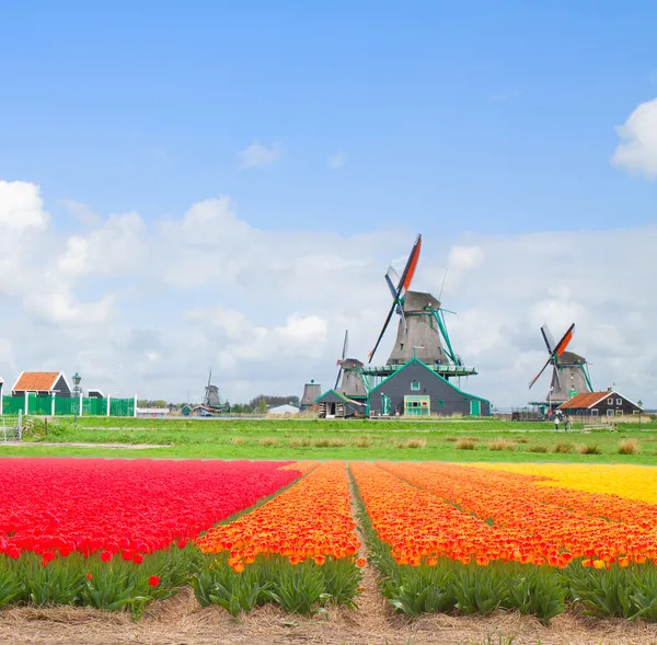Nederlandse windmolens over tulip rijen — Stockfoto