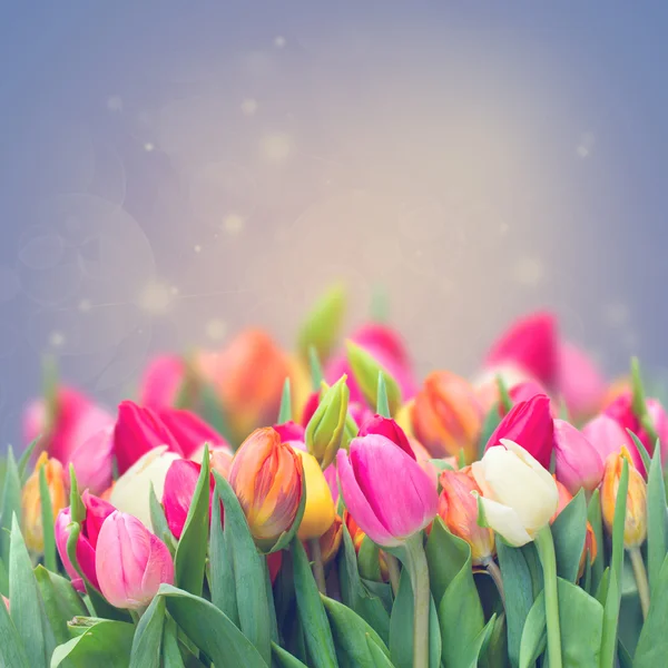 Spring tulips in garden — Stock Photo, Image