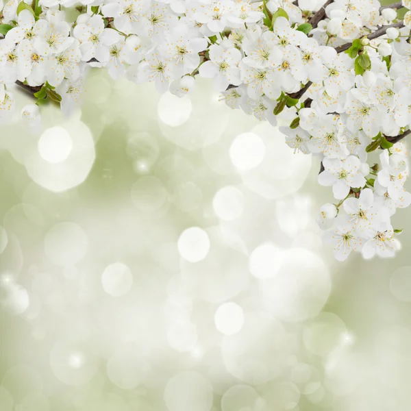 Blossoming Plum Flowers in garden — Stock Photo, Image