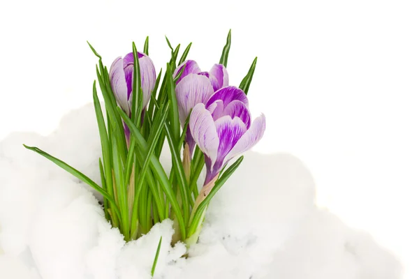 Crocus violets dans la neige — Photo