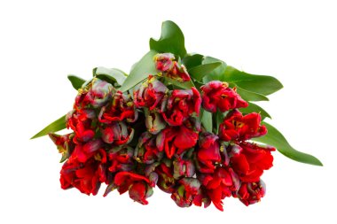 demet kırmızı papağan laleler