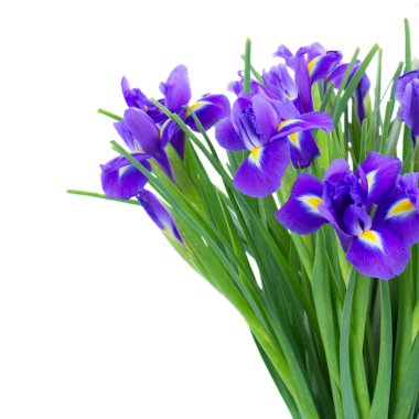 Mavi irise çiçek grup yakın çekim