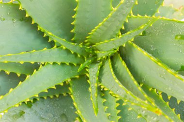büyüyen aloe vera yakın çekim