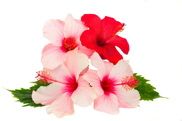 Csomó hibiszkusz virágok — Stock Fotó