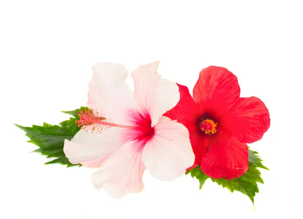 Duas flores de hibisco — Fotografia de Stock