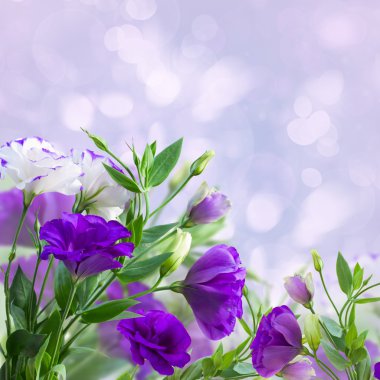 eustoma çiçek mavi