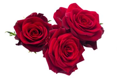 Three dark red roses clipart