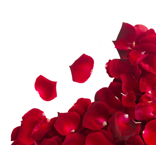Межа пелюсток троянд — стокове фото