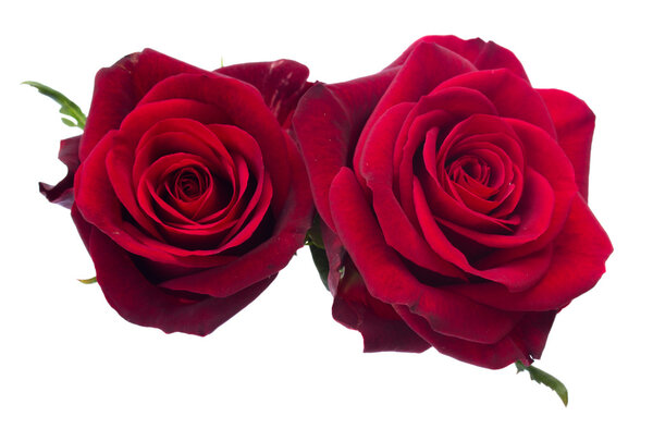 Two dark red roses