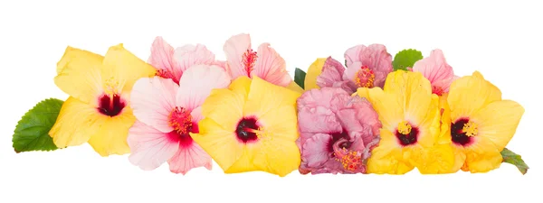 Bordure de fleurs d'hibiscus colorées — Photo