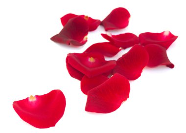 Pile of scarlet red rose petals