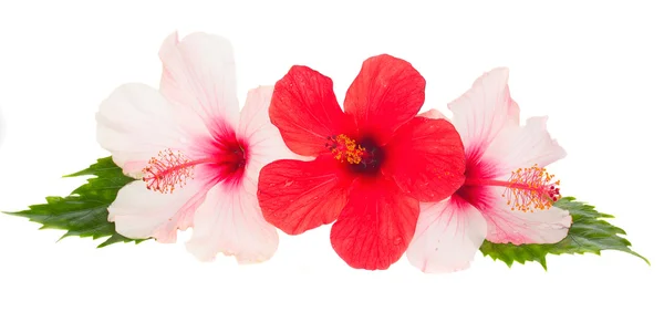 히비스커스 꽃 세 송이 — 스톡 사진