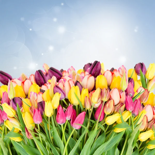 Bunch of spring tulips on blue — Stock Photo, Image