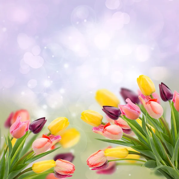 Tulipani di primavera su azzurro — Foto Stock
