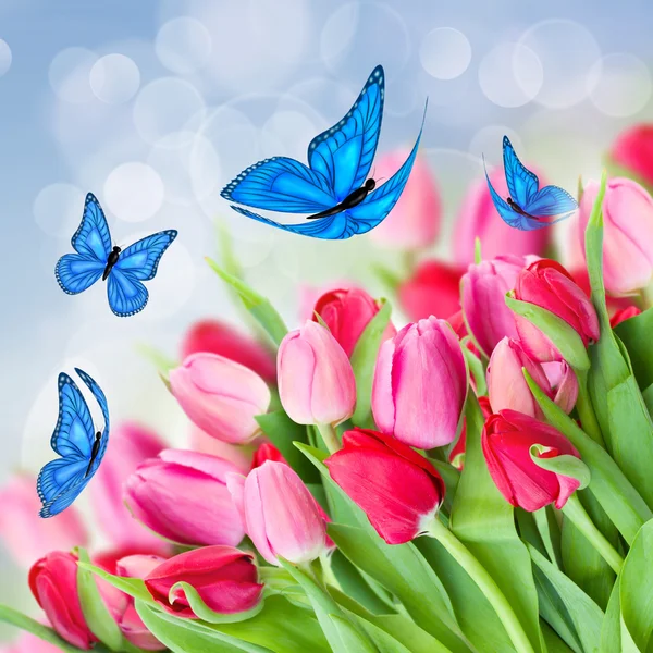 Pack of pink tulips with butterflies — Stock Photo, Image