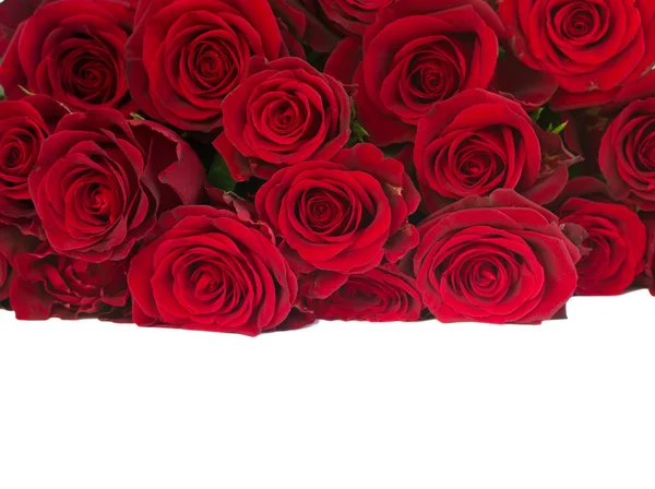 Border of fresh red roses pile — Stock Photo, Image