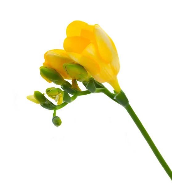 Gele takje fresia's bloemen — Stockfoto