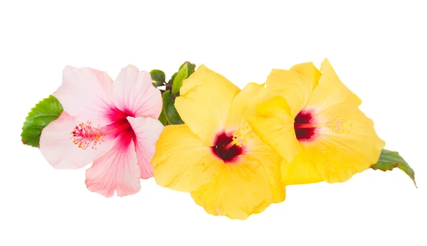 Pink and yellow hibiscus flowers — Stock Photo, Image