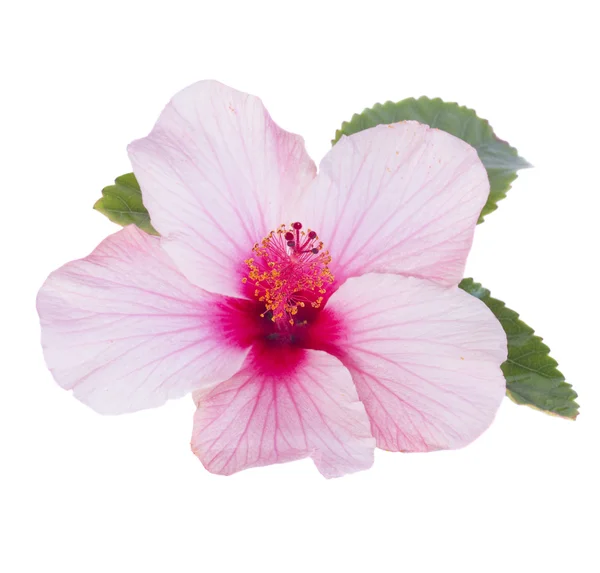 Una flor de hibisco rosa — Foto de Stock