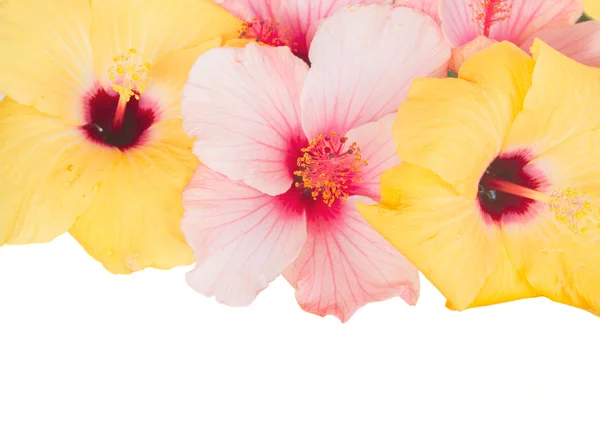 Ροζ και κίτρινο hibiscus τα λουλούδια — Φωτογραφία Αρχείου