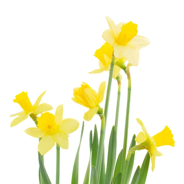 Spring growing daffodils close up — Stock Photo, Image