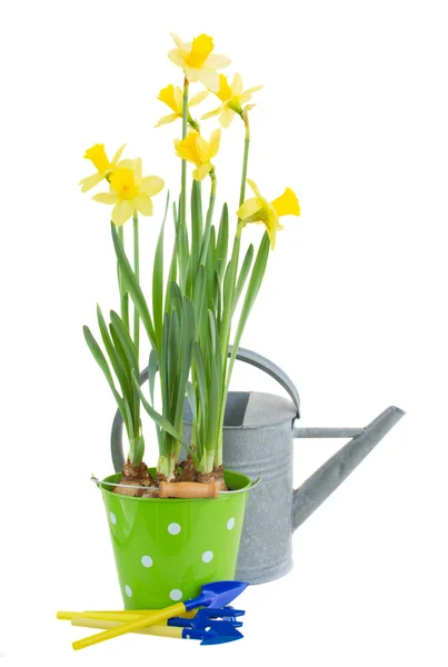 Pot of daffodils with gardening tools — Stock Photo, Image