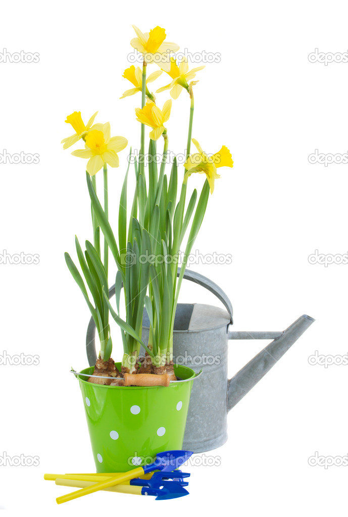 Pot of daffodils with gardening tools