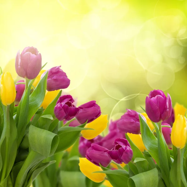Tulpen bloemen op kleurrijke bokeh achtergrond — Stockfoto