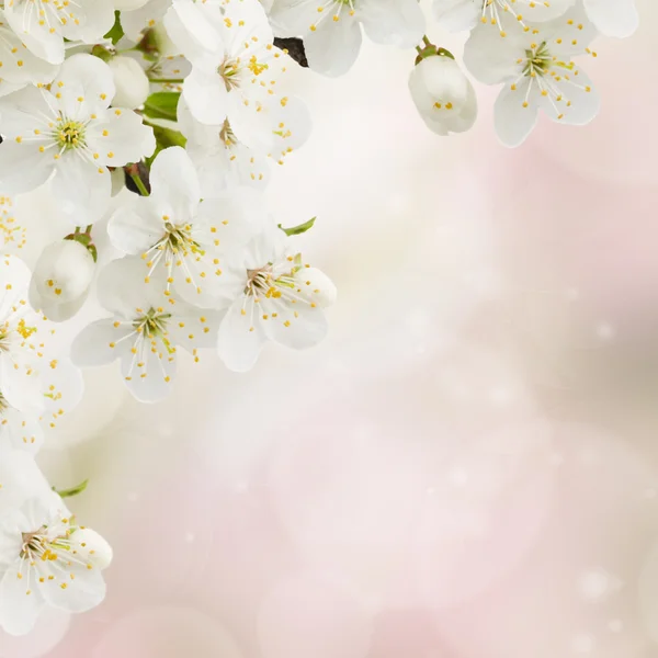 Apfelblüten im Garten — Stockfoto