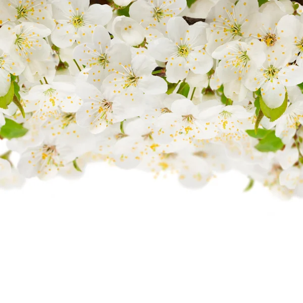 Spring Apple Flowers — Stock Photo, Image