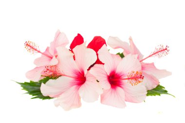 hibiscus çiçek yığını