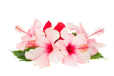 Heap of hibiscus flowers clipart