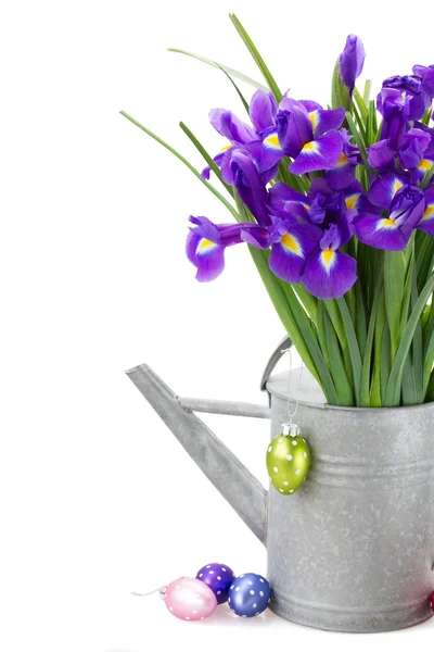 Bunch of blue irise flowers in watering can — Stock Photo, Image