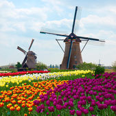 dvě holandské větrné mlýny nad polem tulipány