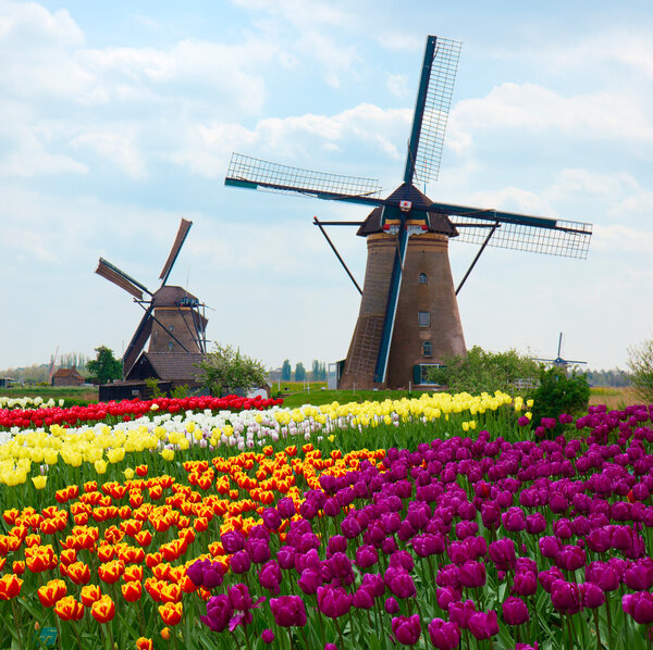 Two dutch windmills over tulips field