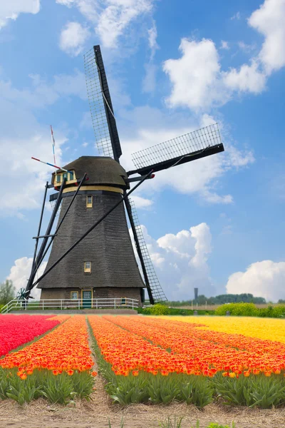 Jeden wiatrak holenderski nad tulipany — Zdjęcie stockowe